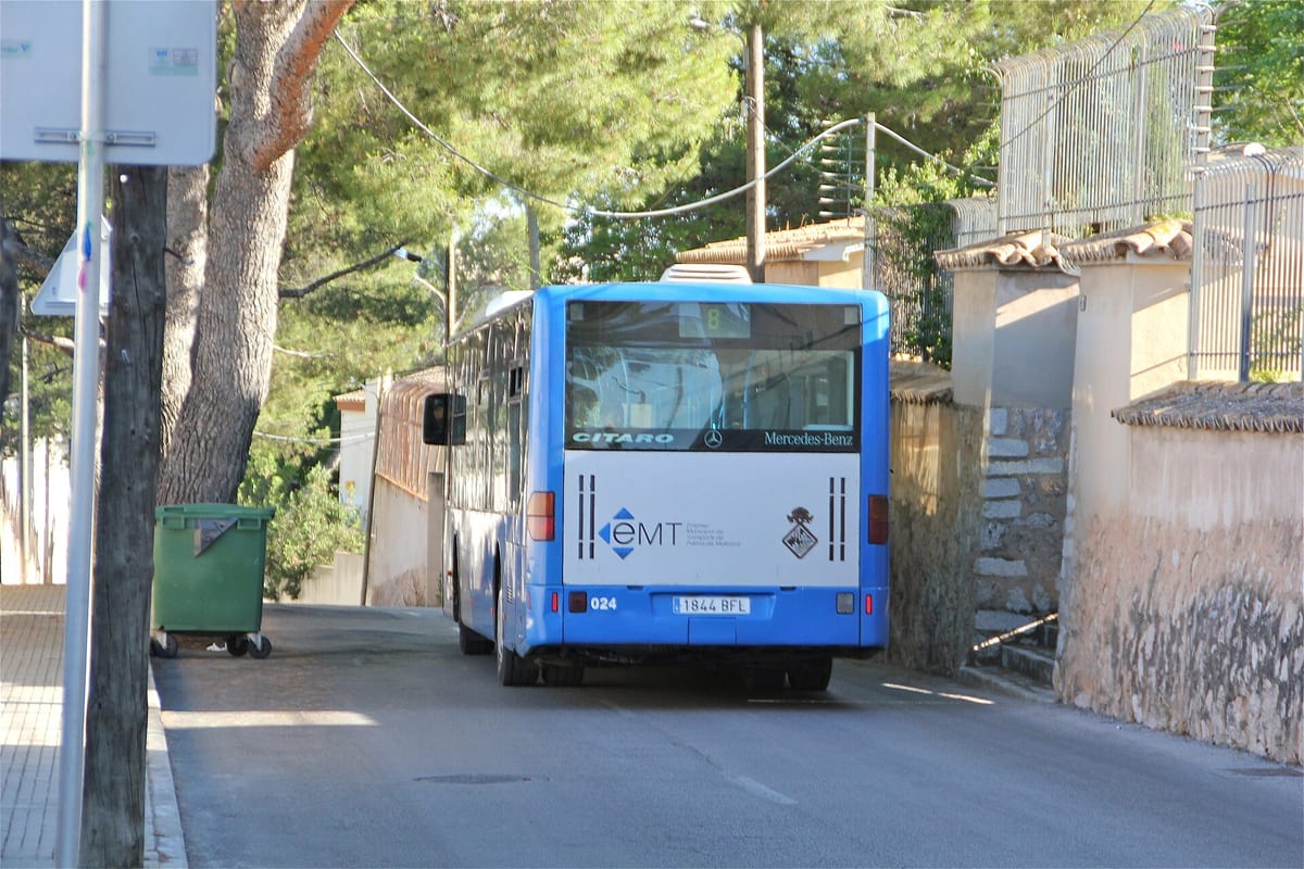 Blauer EMT-Stadtbus der Linie 8 von hinten in einer von Pinien gesäumten Straße in Palma
